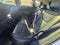 2026 Lexus NX 350h Luxury